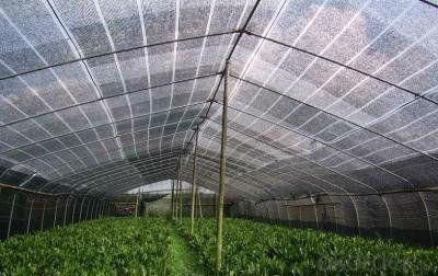 100%new hdpe anti hail nets/70% shade net/80% sun shade net