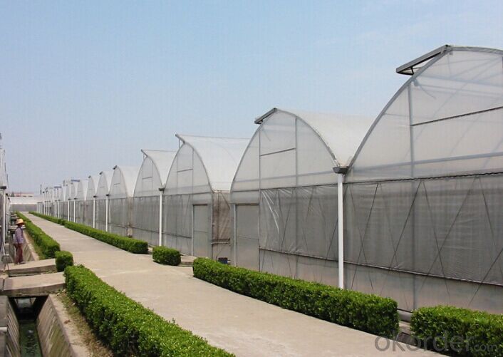 Multispan Tunnel Greenhouse for Strawberry Grape Raspberry Agricultural Green Houses