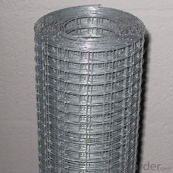Galvanized 10×10 Welded Wire Mesh (china supplier)