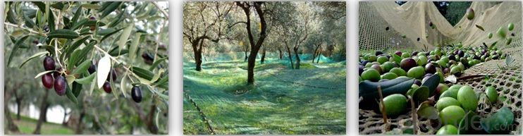 Agriculture HDPE Plastic Olive Tree Harvest Net