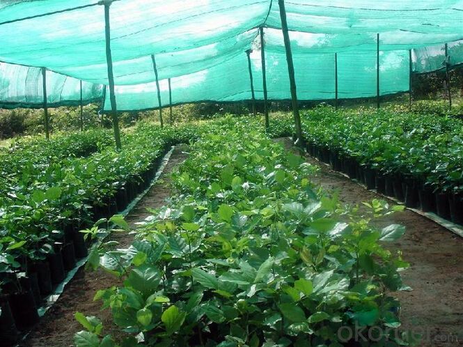 Export Sun Shade Net for Vegetable and Fruit Cover