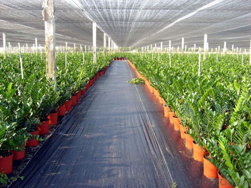 PP Weed Control Fabric for Agriculture application