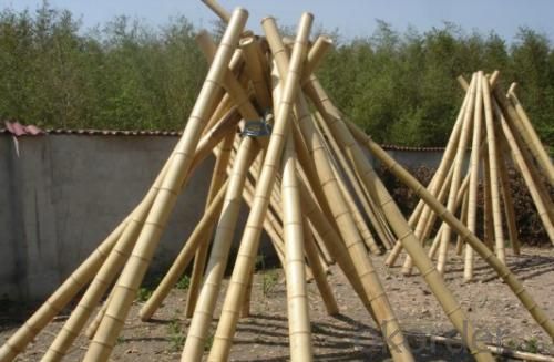 Natural White Bamboo Sticks Natural White