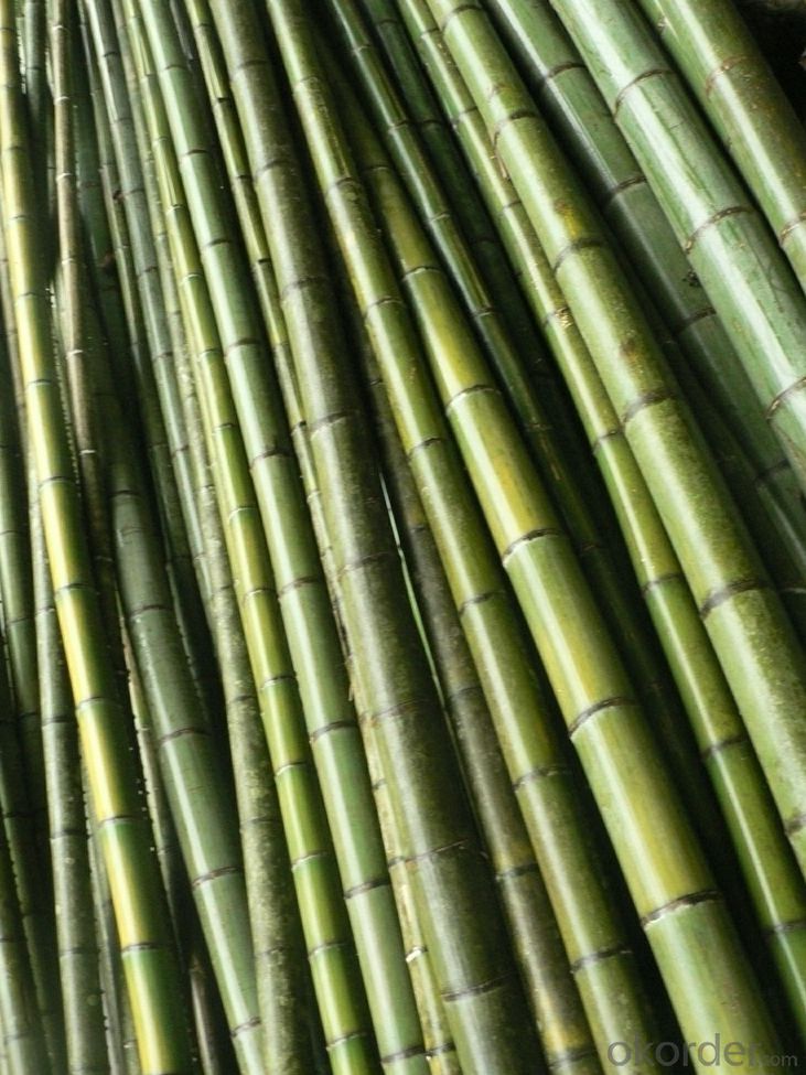 Natural Light Bamboo Cane Fence Panel Screen
