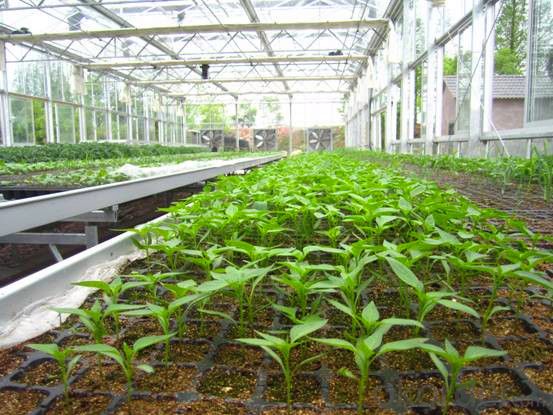 Greenhouse Usage Plug Trays (Growing and Seedling) HIPS Made Plastic