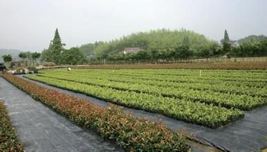 Polypropylene Woven Fabric/Weed Barrier Fabric for Agriculture