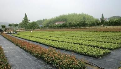 Silt Fence with Wooden Stake/Woven Fabric