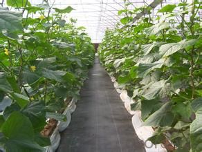 Polypropylene Woven Fabric/Weed Barrier Fabric for Agriculture