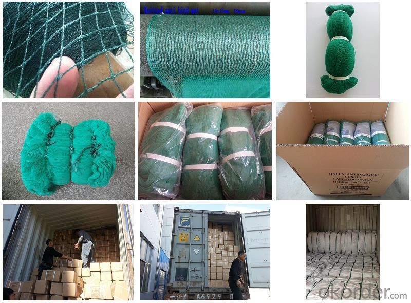 Plastic  Anti-Birds Net white Green for Agriculture Manufacturer