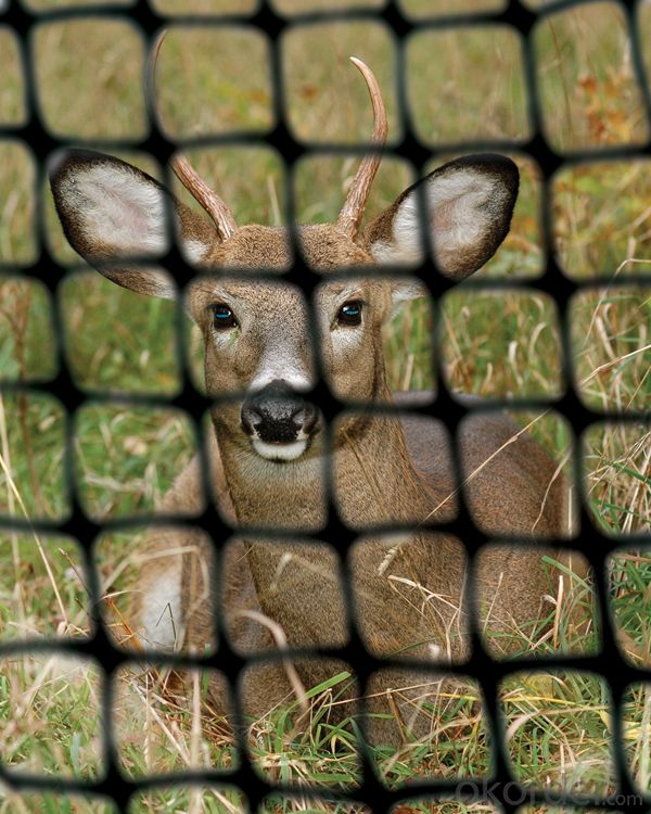 PP Plastic Netting/ Deer Netting for Animals