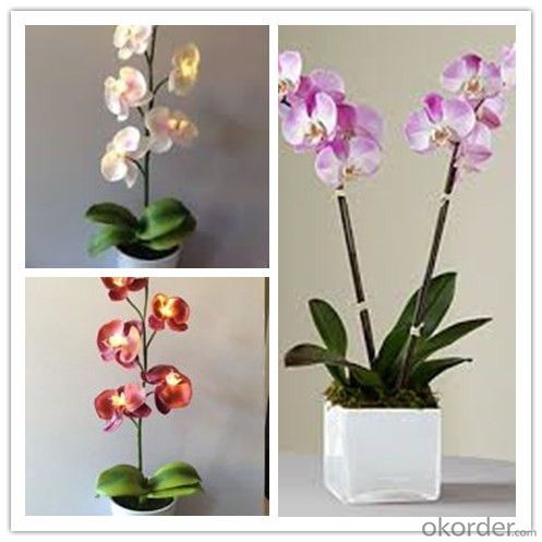 Butterfly Orchid Solar Flower Garden Light  Factory Direct