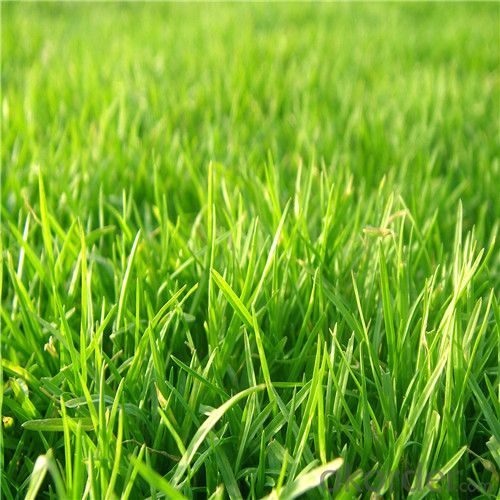 Kindergarden Artificial Grass for Children to Play