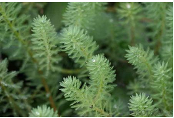 what is the best lawn fertilizer 