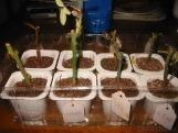 What are the rules for nomenclature of inorganic compounds?