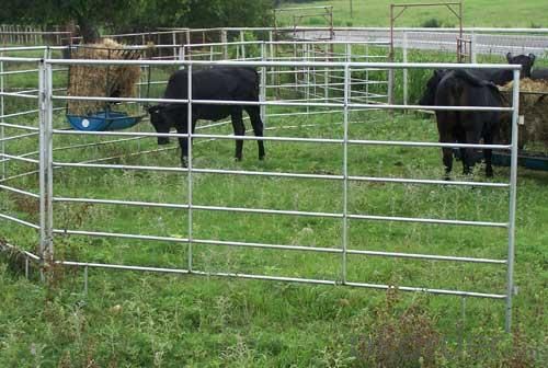 Livestock Fence with Steel Pipe