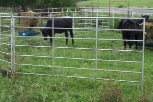 Livestock Fence with Steel Pipe System 1