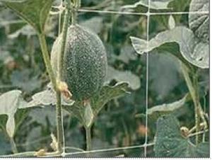 Plant Support Net Anti bird Net Extruded Grape Net