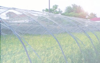 anti-insect net