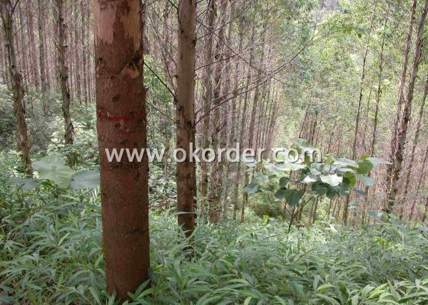  Eucalyptus Film Faced Plywood 