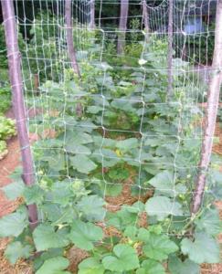 Plant Support Net for vegetable cucumbe
