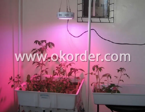 Led UV Plant Light 