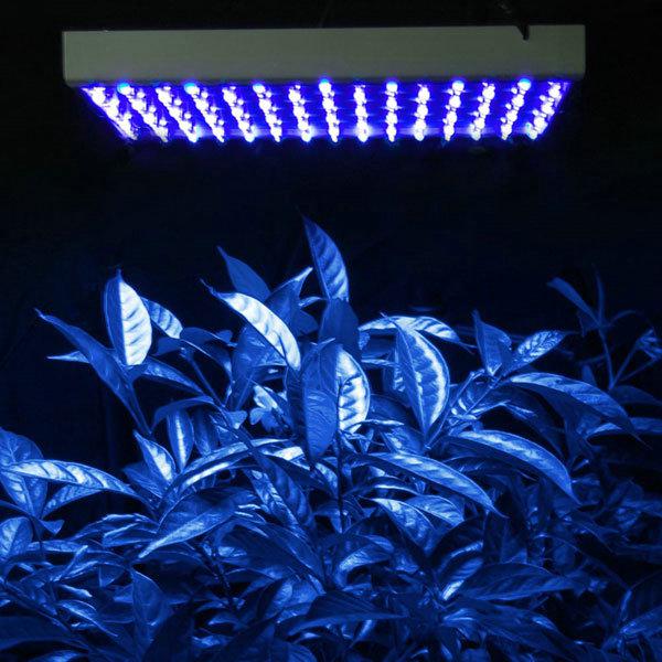 LED Low Power Grow Light White 10000K113pcs OEM 14Watt Buy LED Grow