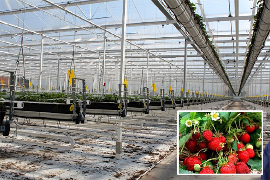 Special Glass Greenhouse  Reflective Glass 5.0-2000*1500