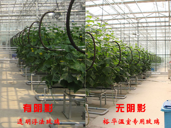 Special Glass Greenhouse  Reflective Glass 5.0-2000*1500