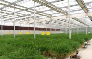 Special glass greenhouse  Reflective glass 3.2-2000*1000