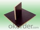 Brown Film Plywood 12mm Thickness