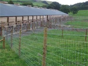 Galvanized Field Fence Welded Wire Mesh Fence Low Quotaions System 1