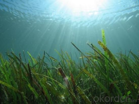 Nature Organic Fertilizer-Flake Seaweed Extract System 1