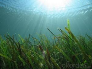 Nature Organic Fertilizer-Flake Seaweed Extract