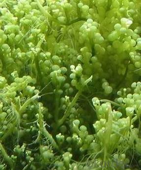 Seaweed Extraction Ascophyllum Nodosum System 1