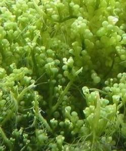 Seaweed Extraction Ascophyllum Nodosum