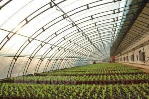 The most popular plastic greenhouse for sales