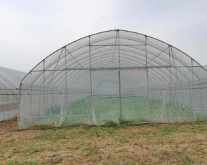 Hot sales PE film greenhouse for vegetable grow