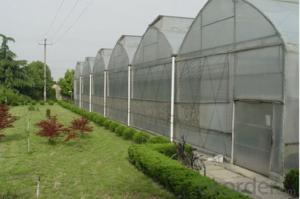 Multi span vegetable greenhouse for sales