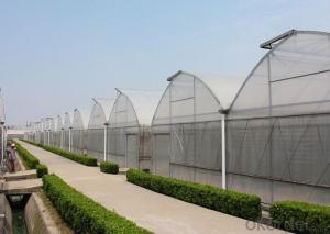Multispan Tunnel Greenhouse for Strawberry Grape Raspberry Agricultural Green Houses System 1