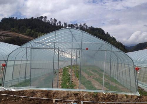 Multispan Tunnel Greenhouse for Fruit Vegetable Agricultural System 1