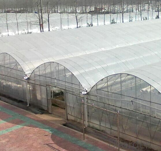 Multispan Tunnel Greenhouse for Strawberry Grape Raspberry