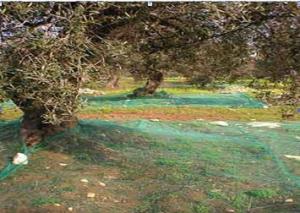 Olive Net for Harvest farm land