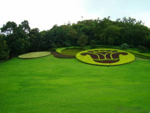 Synthetic Landscape Grass, Artificial Landscape turf with Rubber Backing