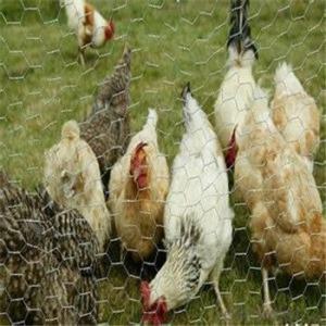 Hexagonal Wire Mesh Chicken Wire Netting Galvanized PVC Coated Hot Seller Good Quality System 1