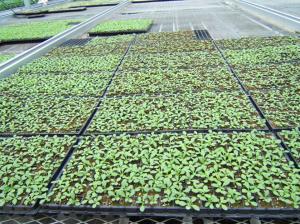 High Quality Recycled Black PS Seeding Trays, Seedling Trays, Nursery Tray,Planting Tray,