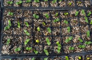 High Quality  Black PS Seeding Trays,Nursery Tray, Planting Tray, Seedling Trays, System 1