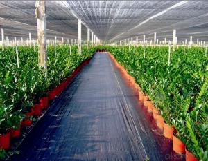 Ground Cover Weed Mat  PP woven Fabric or Cloth for Agriculture or Greenhouse