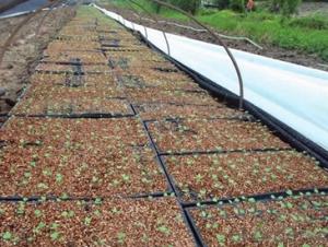 Farm Pastures Planter Plastic Seed Cell Plug Tray