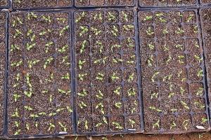 Plastic Seedling tray / Nursery tray / Seed tray