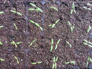 Plastic Seedling tray Plastic Nursery Seeding Tray Seed Plant Propagator
